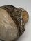 Pilz "Champignon" aus Holz Naturbelassen in Eigenproduktion