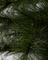 Weihnachtsbaum "Peuce" mit 110 LED´s von House Doctor