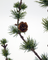 Weihnachtsbaum "Stay" groß von House Doctor