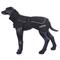 Hundemantel Stormy Eco schwarz - RL 65 cm