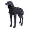Hundemantel Stormy Eco schwarz - RL 65 cm