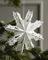 4fach sortierte Schneepflocke "Snowflake" von House Doctor