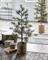 Tannenbaum "Peuce" mit LED´s von House Doctor