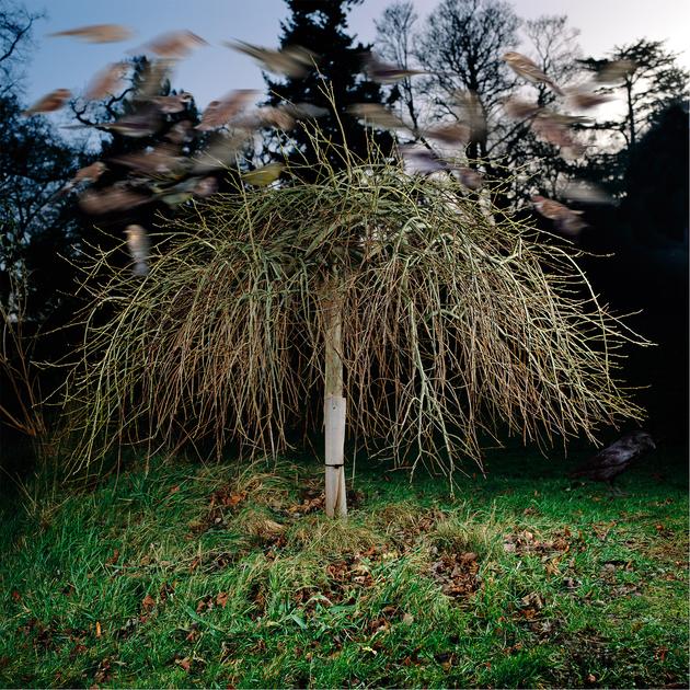 Tree of Birds III, 2007 | Edition 20 | Artikelnummer: WMC_06_80x80FAL_SR5