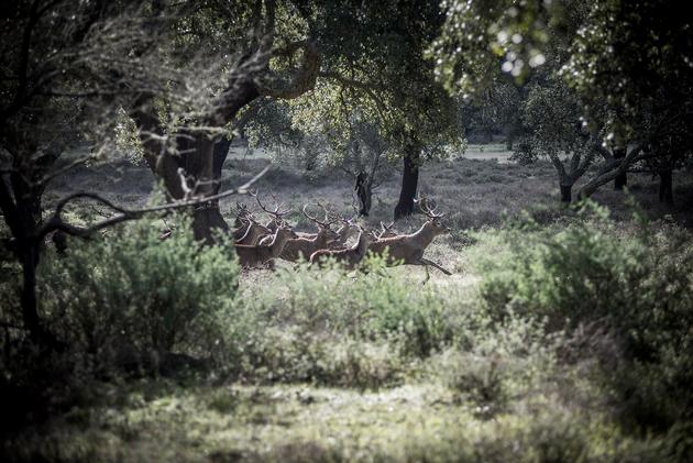 A running herd of deer, 2014 | Edition 50, Serie 