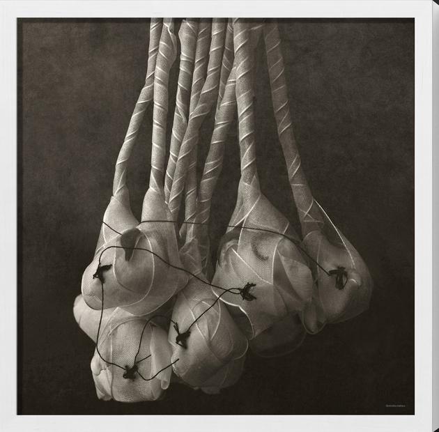 Les cerises d’hiver de Shiyoko | Sous la neige- Hommage à Yatsunari Kawabatae,  2011-2012 | Artikelnummer: CMA-16-65x65_FA_SF1 