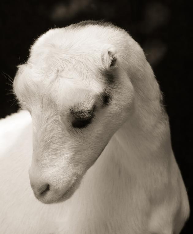 Lily No. 1, Serie Chattel, 2015 | Edition 3 + 2 APs | Artikelnummer: KHO_16_140x112PAL_SR0