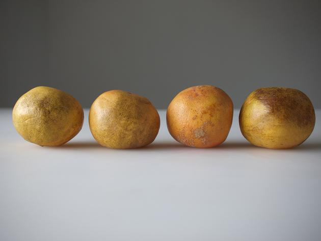 One dollar’s worth of conventional grapefruit from Supersave, 2010  | Edition 6+2 AP, Serie: 