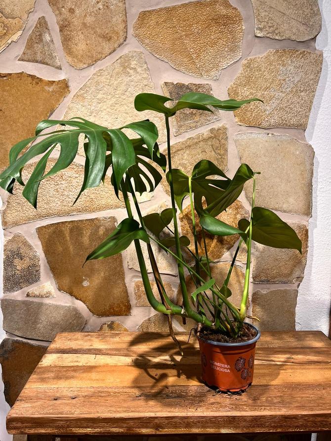 Monstera Deliciosa