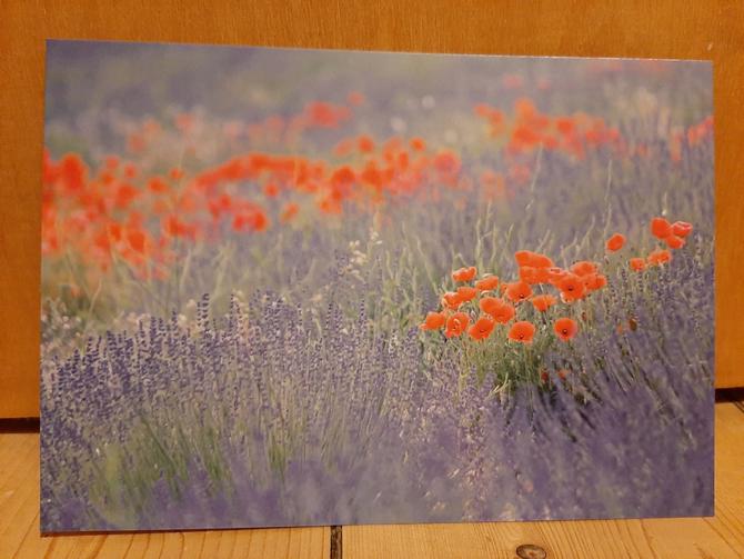 Postkarte 'Lavendel ilebt Mohn"