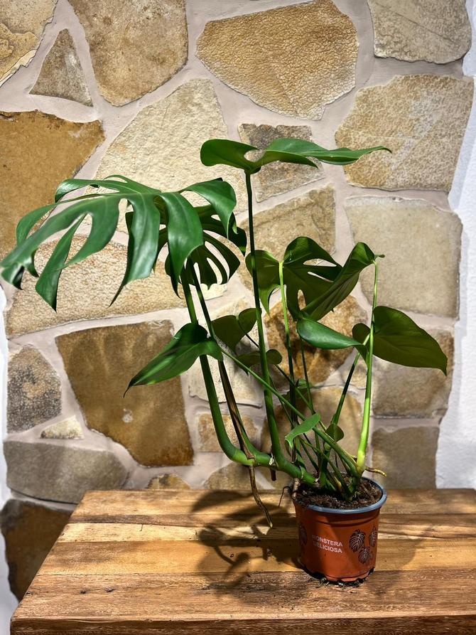 Monstera Deliciosa