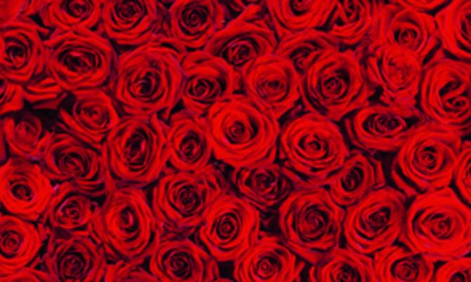 Transparentpapier FRUITS & FLOWERS "Rosen", 115 g/m², 50,5 x 70 cm 