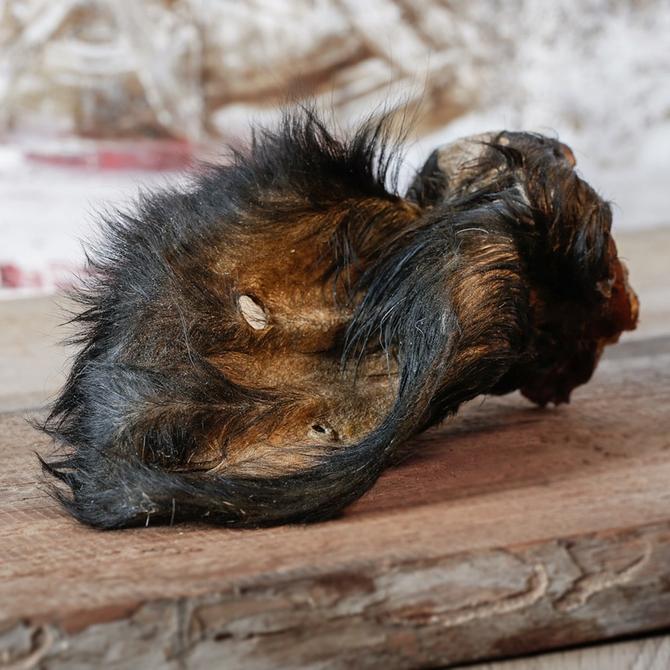 Rinderohr mit Fell und Muschel einzeln im Beutel