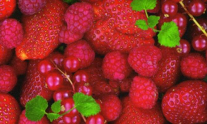 Transparentpapier FRUITS & FLOWERS, 115 g/m², 50,5 x 70 cm, BEEREN