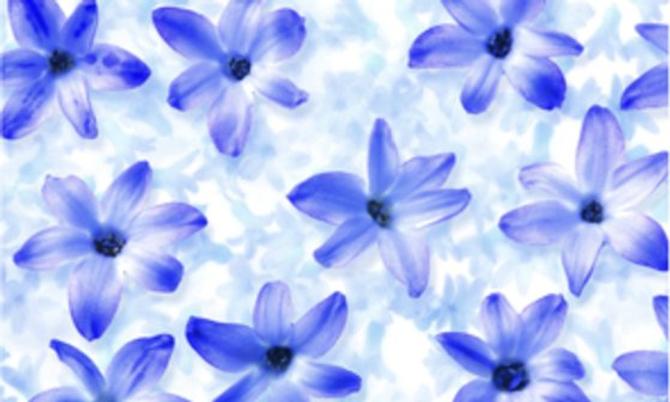 Transparentpapier FRUITS & FLOWERS, 115 g/m², 50,5 x 70 cm, HYAZINTHEN