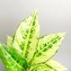 Zimmerpflanzen, houseplants Berlin, Aglaonema kaufen - The Botanical Room