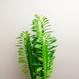 Best plant shop Berlin - The Botanical Room