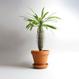 Pachypodium lamerei - L