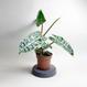 Best Plant Shop Berlin - The Botanical Room