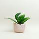 Eggshell Re-Planter #4