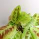 Pflanzen kaufen: Maranta light veins | The Botanical Room