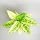 Zimmerpflanzen, houseplants Berlin, Aglaonema kaufen - The Botanical Room