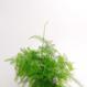 Asparages setaceus