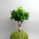 Kokedama Ficus ginseng