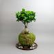 Kokedama Ficus ginseng