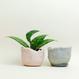 Eggshell Re-Planter #4