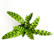 Calathea lancifolia