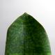 Sansevieria masoniana 