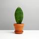 Sansevieria masoniana - Mini