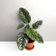 Calathea ornata