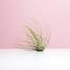 Tillandsia argentea