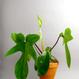 Best Plant Shop Berlin - The Botanical Room