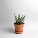 Aloe cv. Jeff Karsner