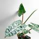 Best Plant Shop Berlin - The Botanical Room