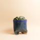 Planter from Caution Fragile Ceramics - The Botanical Room
