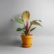 Philodendron Pink Bikini kaufen - The Botanical Room