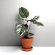 Calathea ornata