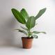 Ficus benghalensis