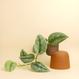 Cactopot 1