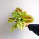 Maranta leuconeura "Fantasy - Light Veins"