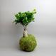 Kokedama Ficus ginseng