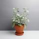 Kalanchoe bracteata
