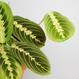 Maranta leuconeura „Fascinator“