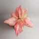 Aglaonema commutatum - "Pink Valentine"