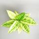Zimmerpflanzen, houseplants Berlin, Aglaonema kaufen - The Botanical Room