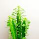 Best plant shop Berlin - The Botanical Room